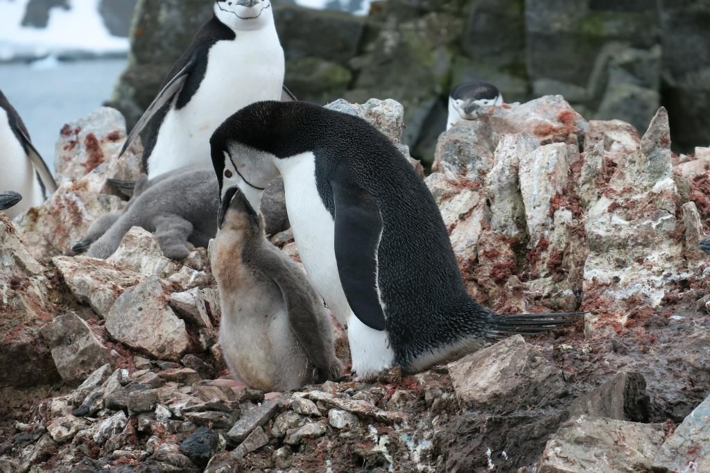 Pinguin mit Nachwuchs