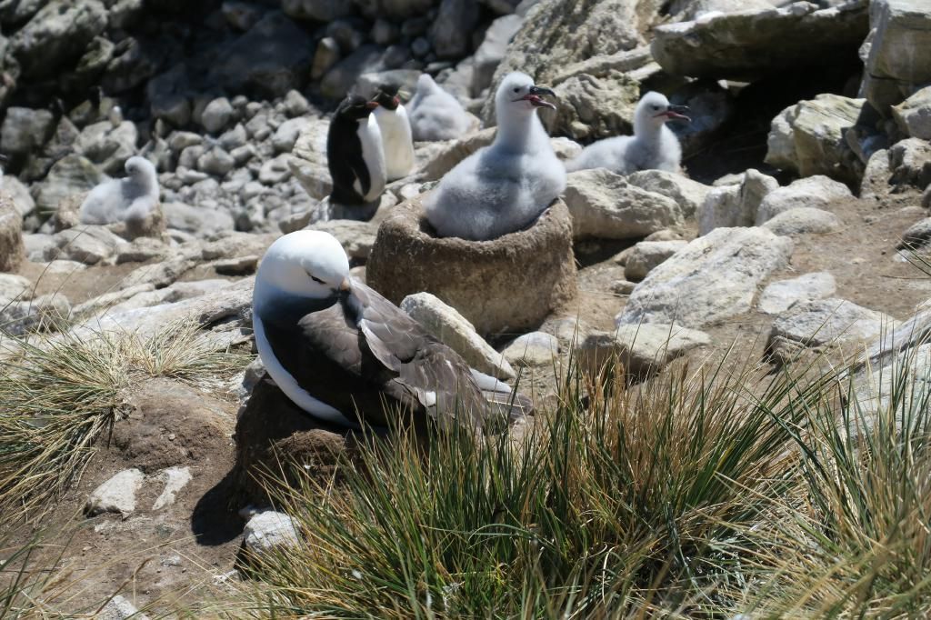 Falklandinseln - Albatrosse