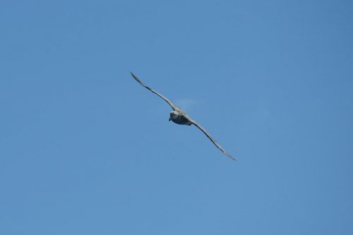 Vogel
